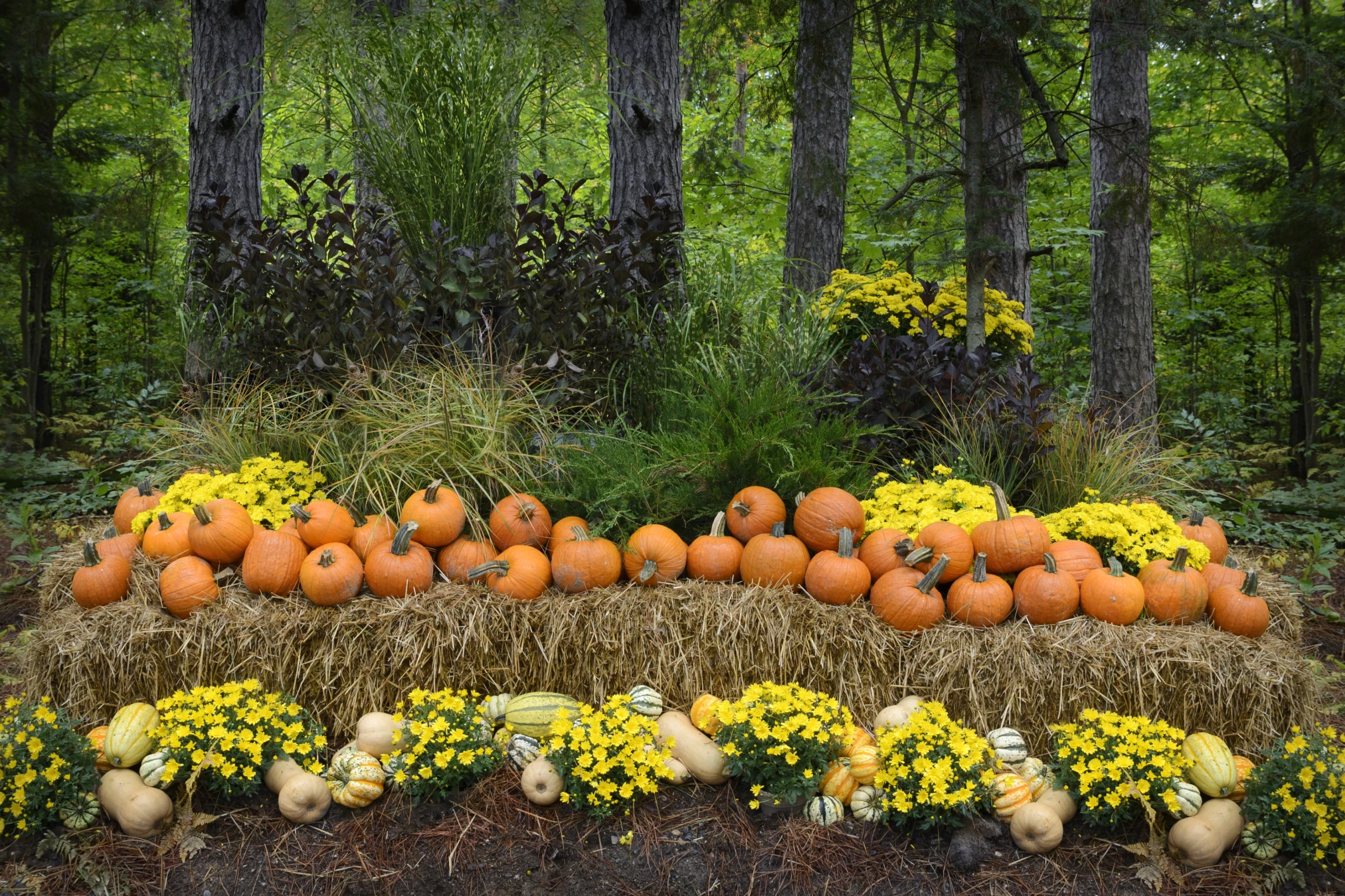 A display of orange pumpkins arranged on two hay bales with yellow chrysanthemums and various gourds in front, set in a forested area with tall trees and green foliage.