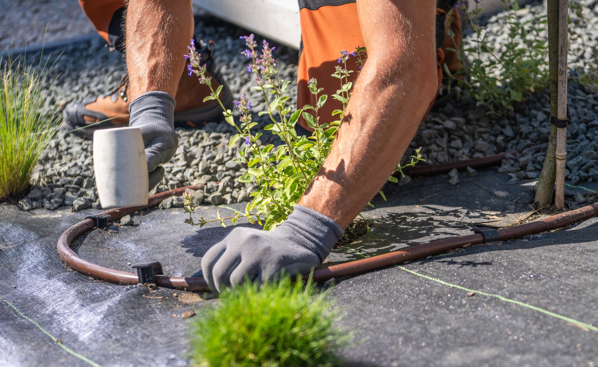 Close-up of a person wearing gloves and using a white rubber mallet to secure black landscaping fabric and irrigation tubing around a small flowering plant in a garden bed.