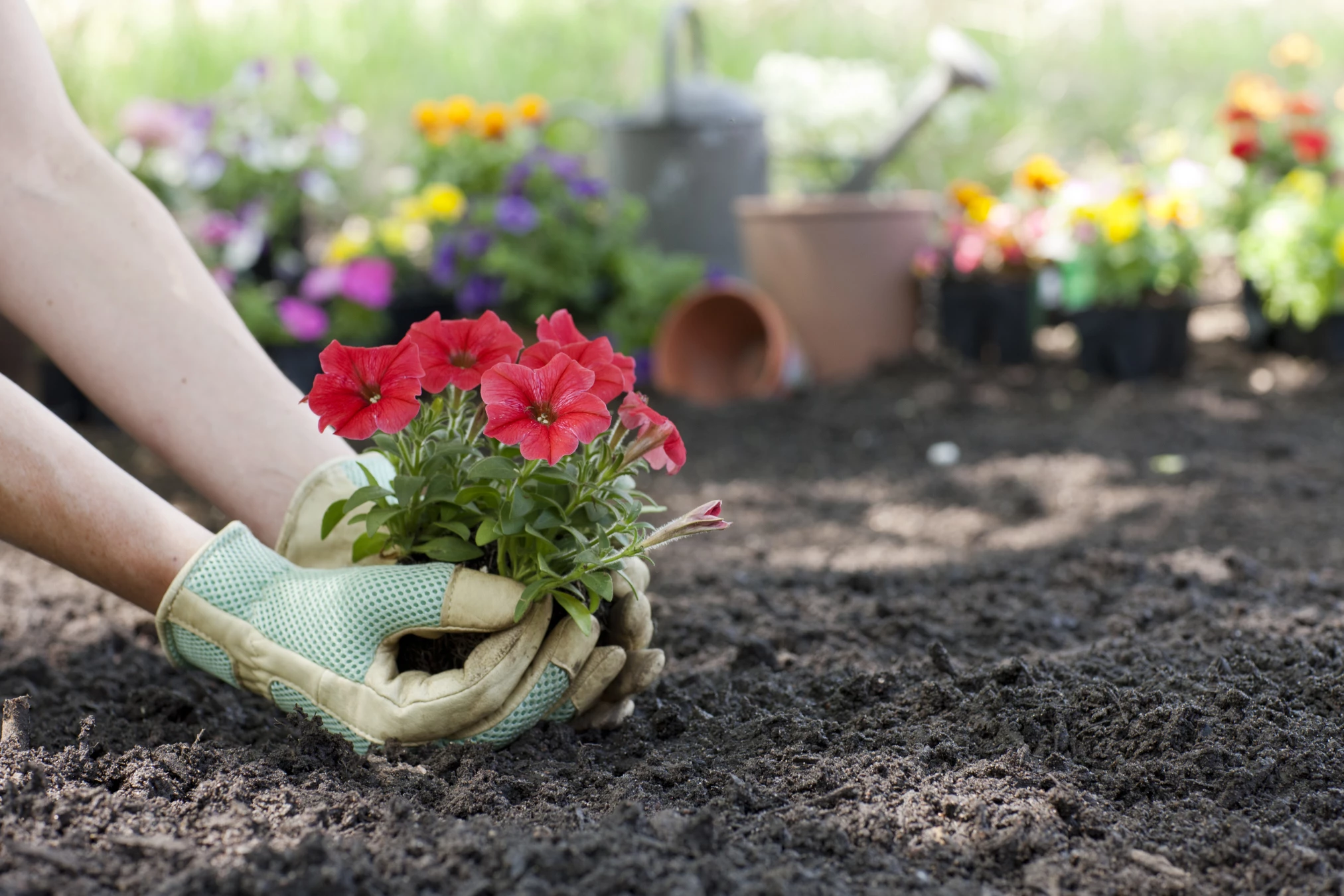 Hands wearing gardening gloves are planting a small red flowering plant into freshly tilled soil with blurred colorful flowers and gardening tools in the background.