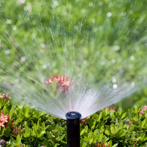 Close-up of a black sprinkler head spraying water in a fan shape over green bushes with small red flowers, with a blurred grassy background.